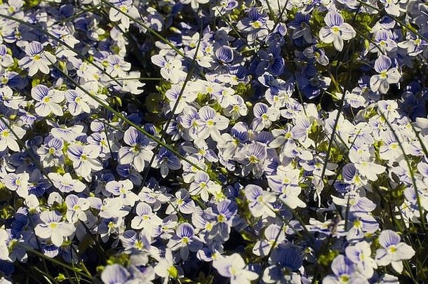 维罗妮卡丝状纤细的婆婆纳属的植物白色蓝色的花背景