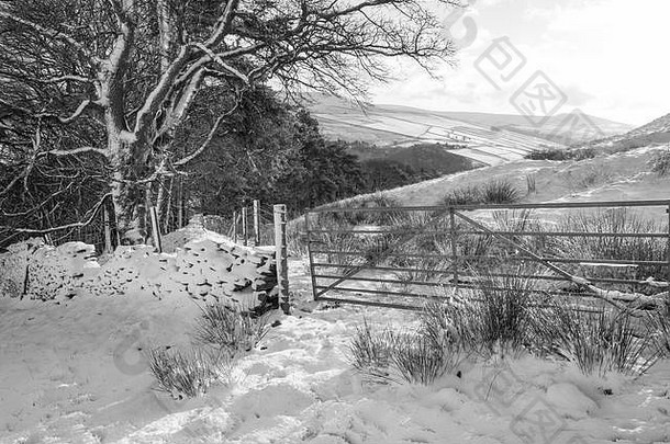 雪覆盖树冬天早....英语农村种秣草地德比郡英格兰