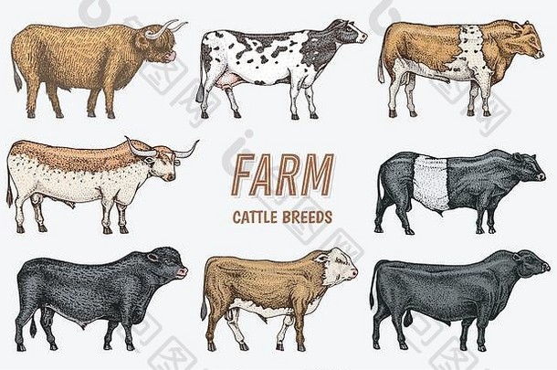 农场牛公牛队牛品种国内动物刻手画单色草图古董行艺术