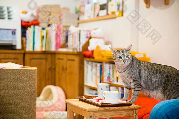 猫咖啡馆东京