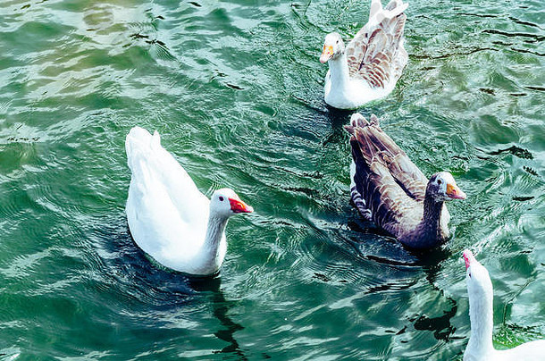 美丽的视图可爱的<strong>鸭子</strong>享受夏天湖