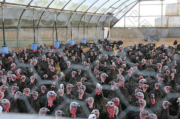 火鸡养殖有机有机火鸡农场赫特福德郡