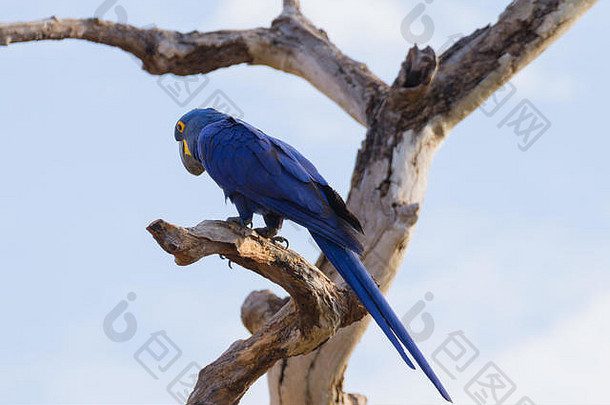 风信子金刚鹦鹉关闭潘塔纳尔巴西巴西野生动物最大的鹦鹉世界无柄苜蓿风信子