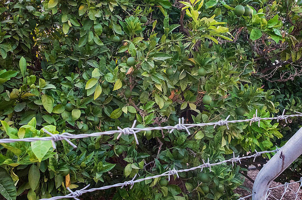 有倒钩的线栅栏水果花园限制区域非法侵入
