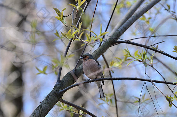 苍头燕雀坐着树春天森林