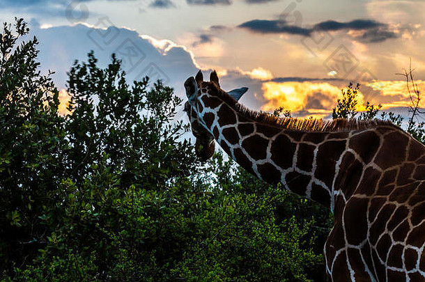 颜色Safari野生动物照片头脖子长颈鹿放牧树日落肯尼亚