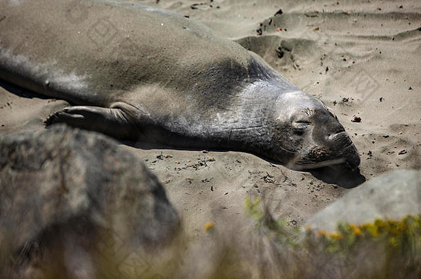西洛文和See-Elefanten躺着海滩的加利福尼亚küstenabschnitts大关于这蒂尔享福的桑尼拉森自己从那波