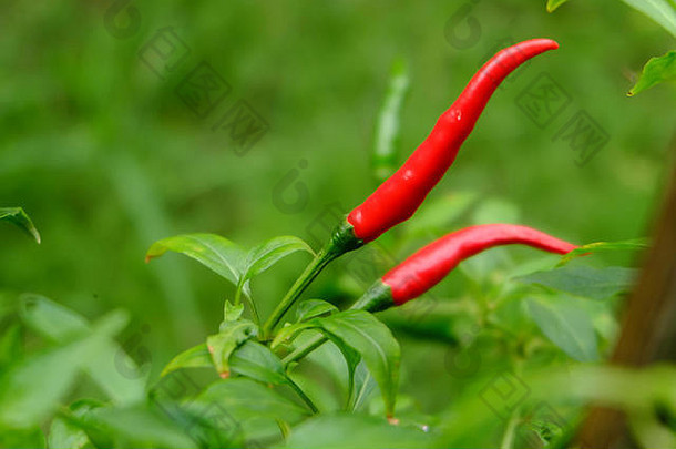 辣椒花园有机红色的热辣的辣椒辣椒亚洲市场健康的素食者吃