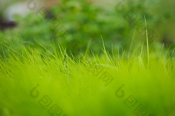 新鲜的绿色彭巴斯草原草芽cortaderia银