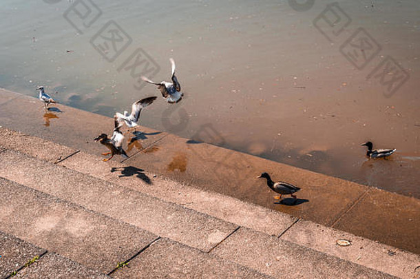 集团海鸥<strong>鸭子</strong>河流的边缘水泥码头步骤