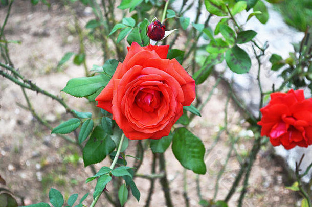 盛开的玫瑰植物花园希腊