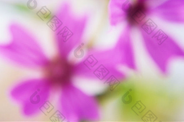 给人深刻印象的关闭粉红色的花朵石灰绿色叶子常见的锦葵淡紫色的结果表明