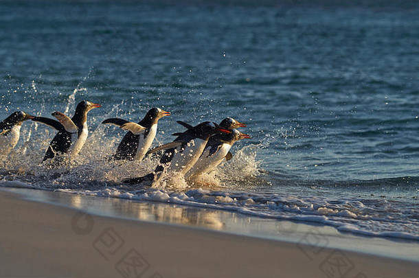 Gentoo企鹅Pygoscelis巴布亚标题海早期早....桑迪海滩黯淡岛福克兰岛屿