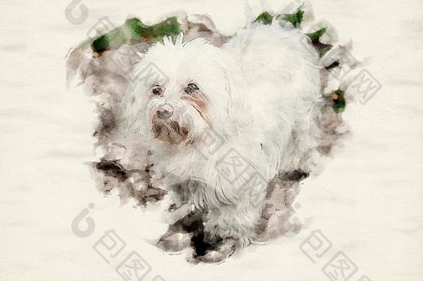 肖像可爱的白色毛茸茸的狗在户外水彩画