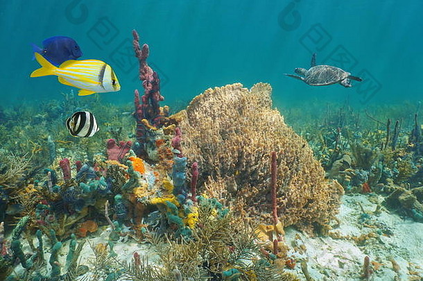 色彩斑斓的海洋生活珊瑚礁加勒比海水下海海绵热带鱼乌龟背景