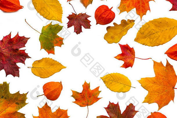 框架使色彩斑斓的秋天叶子酸浆属花孤立的白色背景前视图复制空间