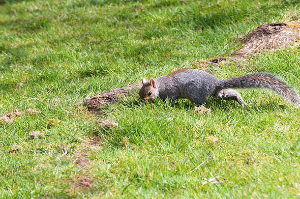 灰色松鼠狩猎食物长满草的花园