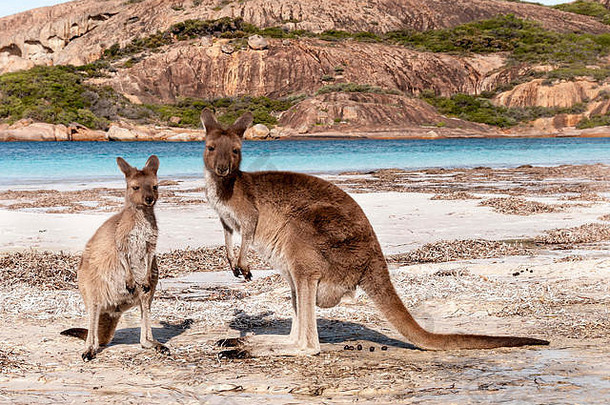 野生袋鼠海滩澳大利亚
