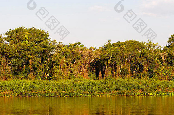 典型的河边的森林Cuiab.河潘塔纳尔栖息地捷豹,大房地产巴西