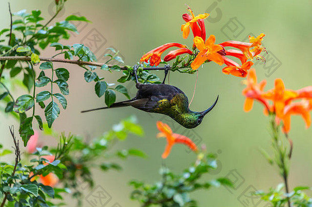 颜色野生动物肖像布朗齐太阳鸟nectarinia基利蒙西斯挂分支美丽的<strong>红</strong>色的橙色花nanyuki肯尼亚
