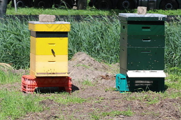 蜂房土地自然养蜂新教堂向那艾瑟尔荷兰