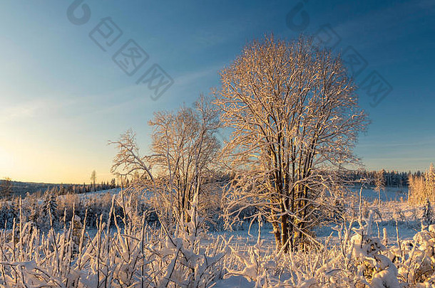 灌木雪前景树覆盖雪蓝色的<strong>天空图片</strong>北瑞典