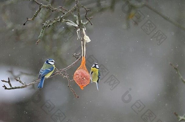 伟大的乳头蓝色的山雀挂吃脂球种子冬天