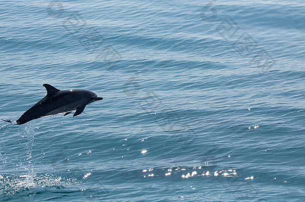 灰色的微调控制项海豚夏威夷微调控制项海豚斯特内拉长鳞鲀跳太平洋海洋使飞溅