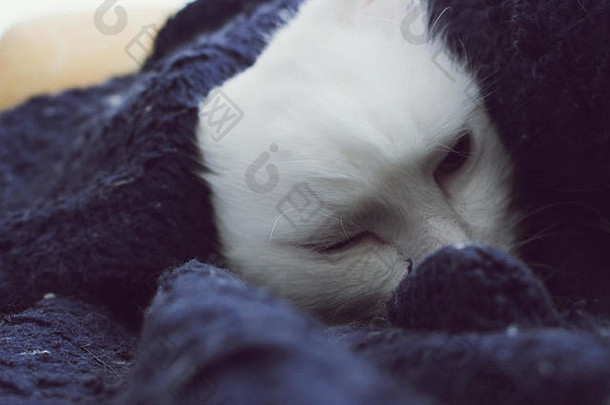 土耳其安哥拉山羊毛白色猫17岁的猫放松享受生活