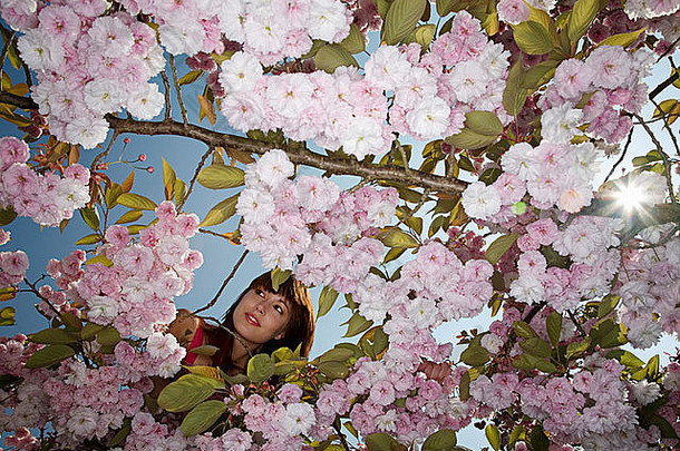 女人开花樱桃树