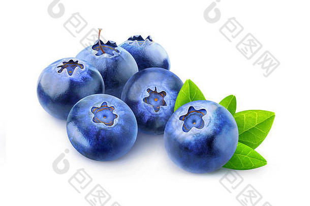 孤立的浆果桩蓝莓孤立的白色背景剪裁路径