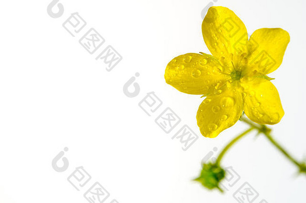 黄色的花小蒺藜杂草孤立的花白色背景