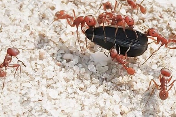 蚂蚁携带种子