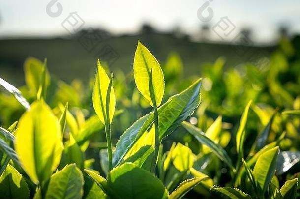 绿色茶味蕾早期早....太阳权力洲<strong>茶山</strong>儿子省越南