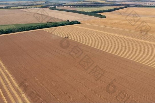 场成熟的小麦前视图纹理