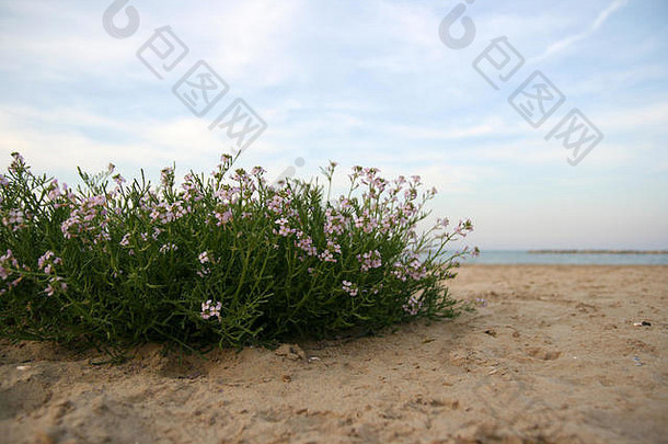 紫色的花海滩沙丘