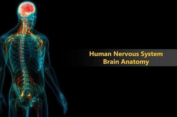中央器官人类紧张系统大脑解剖学