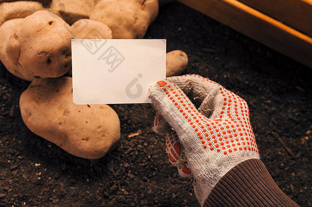 有机土豆农民持有空白业务卡模拟新鲜收获桩块茎