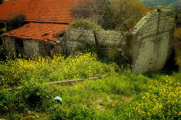 废弃的建筑油菜籽帕福斯景观塞浦路斯春天帕福斯塞浦路斯地中海