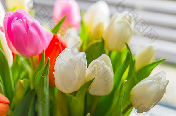 色彩斑斓的春天郁金香花花束花瓶金属窗口盲目的