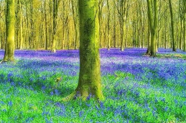 英语野风信子林地场景春天紫色的野风信子花风信子non-scripta可能英国的最喜欢的花照片信贷科林斯