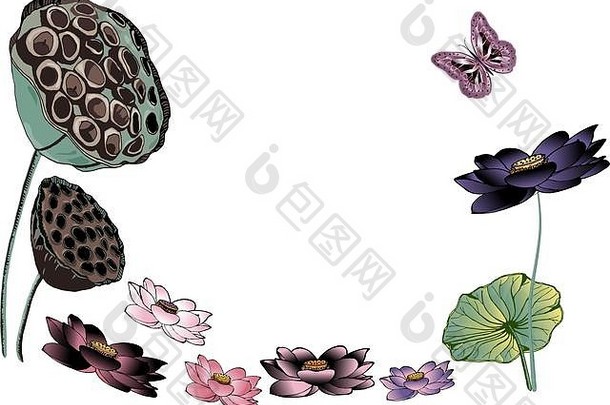手画色彩斑斓的莲属莲花花干种子豆荚飞行蝴蝶插图问候邀请卡设计