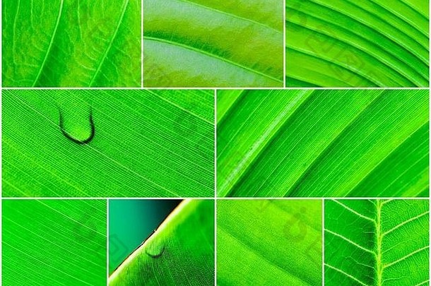 照片拼贴画宏拍摄绿色叶子自然模式背景