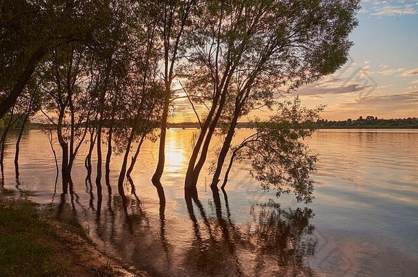 华丽的日落湖拍摄树
