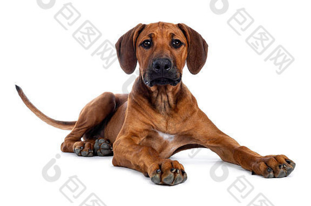 漂亮的罗德西亚脊背犬小狗铺设一边方法镜头棕色（的）眼睛孤立的白色背景头自豪地