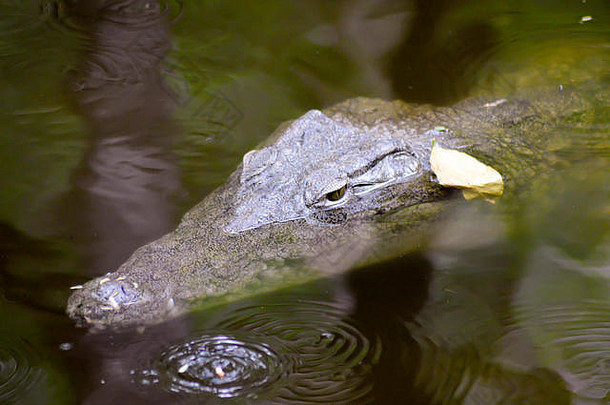 鳄鱼眼睛水身体蒙巴萨肯尼亚