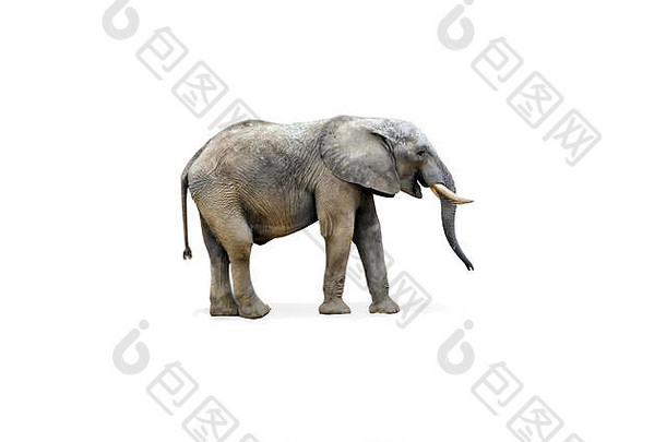 非洲大象孤立的孤立的白色背景剪裁路径