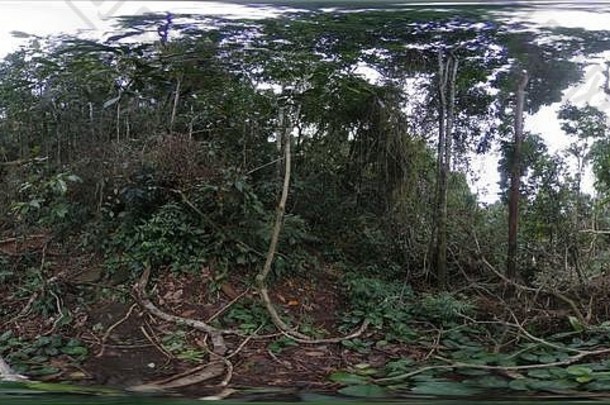 绿色热带雨林高树多云的一天照片