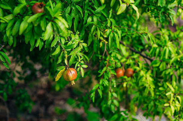 水果石榴树黑山共和国