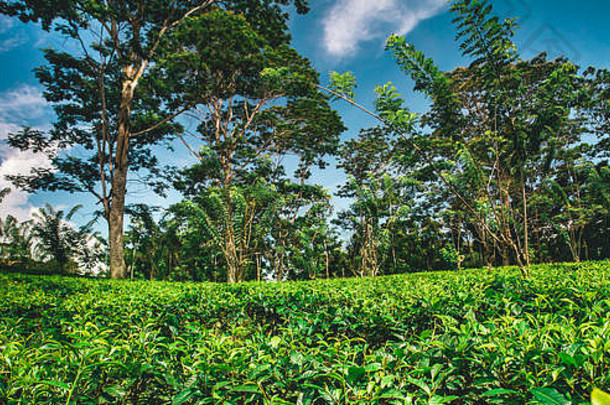茶种植园包围热带森林植物山茶花中国常绿灌木小树叶子叶味蕾生产茶努瓦拉埃利亚斯里兰卡斯里兰卡